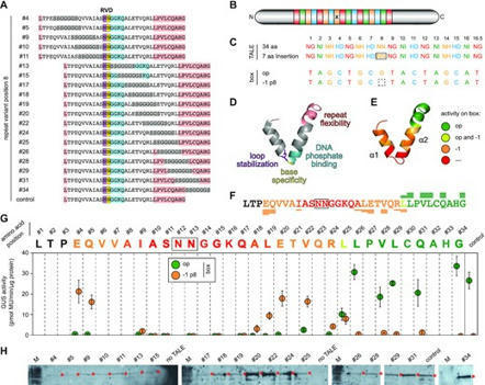 Flexible TALEs for an expanded use in gene activation, virulence and scaffold engineering - Nucl. Acids Res. | TAL effector science | Scoop.it