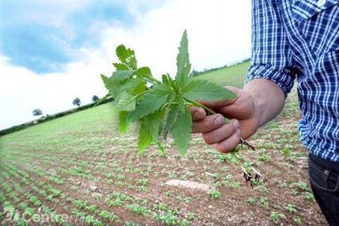 Le chanvre agricole à la conquête de l'Auvergne et du Limousin | Build Green, pour un habitat écologique | Scoop.it