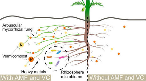 Bioremediation of lunar regolith simulant through mycorrhizal fungi and plant symbioses enables chickpea to seed | Srep | RMH | Scoop.it