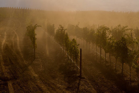 Falcons, Drones, Data: A Winery Battles Climate Change | Plant Biology Teaching Resources (Higher Education) | Scoop.it