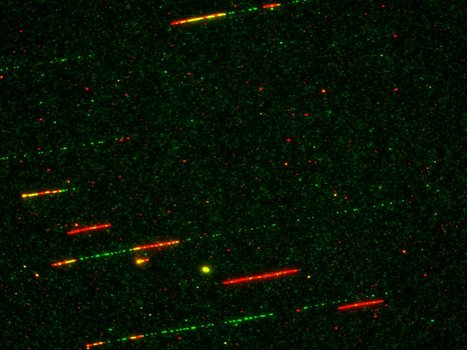 How Rif1 bridles rapid genome replication during early developmental stages in vertebrae | I2BC Paris-Saclay | Scoop.it