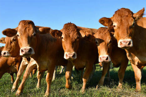 Avec Boviwell, l’élevage bovin français se place en pointe sur le bien-être animal | Actualité Bétail | Scoop.it