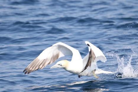 Quels effets du confinement humain sur la biodiversité marine ? Parc national des Calanques | Biodiversité | Scoop.it