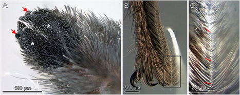 Biomimétisme : une découverte surprenante concernant les poils d'araignée peut inspirer des adhésifs plus puissants | EntomoNews | Scoop.it