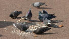 Pigeons are Good at Math, Alas | Science News | Scoop.it