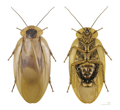 La blatte la plus grande du monde ! | Variétés entomologiques | Scoop.it