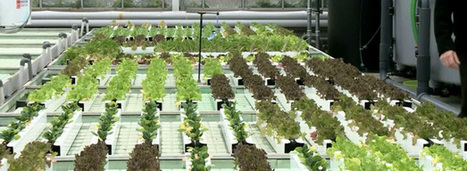 L'aquaponie révolutionne l'agriculture des villes de demain | HORTICULTURE | Scoop.it