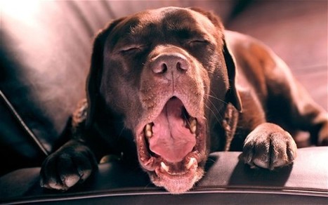 Revealed: why canines yawn after their 'dog tired' owners | Empathy Movement Magazine | Scoop.it