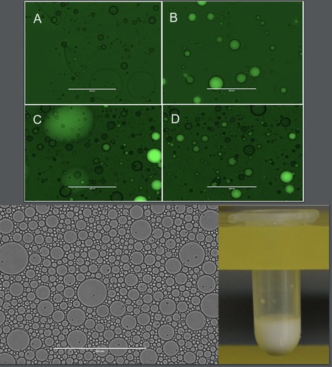 Fluorinated oil-surfactant mixtures with the density of water: artificial cells for synthetic biology | Brvsb | RMH | Scoop.it