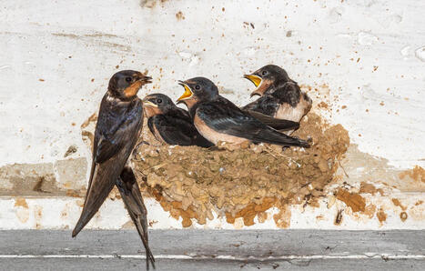 Lot : Un lycéen innove pour sauver les hirondelles tombées du nid | Biodiversité - @ZEHUB on Twitter | Scoop.it