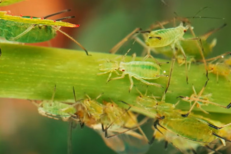 Vid&eacute;o (6') - Comment des granul&eacute;s odorants pourraient remplacer des insecticides dans l&rsquo;agriculture | Revue de presse du Centre de doc | Scoop.it