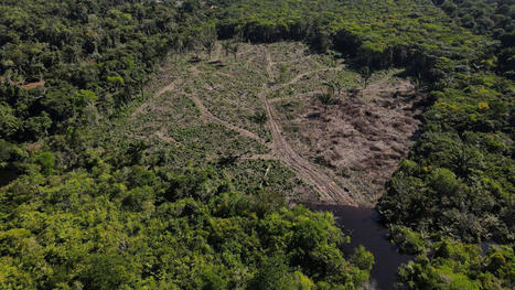 Un rapport publi&eacute; ce lundi tire la sonnette d'alarme &agrave; propos de la vuln&eacute;rabilit&eacute; des &eacute;cosyst&egrave;mes au Br&eacute;sil. Rien qu'au cours de l'ann&eacute;e 2021, l'Amazonie a perdu en moyenne 18 arbres par seconde. | Bo&icirc;te &agrave; outils num&eacute;riques | Scoop.it