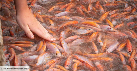 Les poissons d'eau douce introduits par l'Homme sur d'autres continents marqueront-ils le début de l'Anthropocène pour nos descendants ? | Biodiversité | Scoop.it