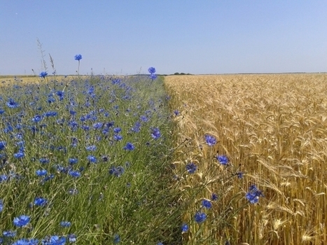 Des projets de recherche et exp&eacute;rimentation &agrave; la crois&eacute;e des sciences agronomiques et de l&rsquo;&eacute;cologie | EntomoNews | Scoop.it