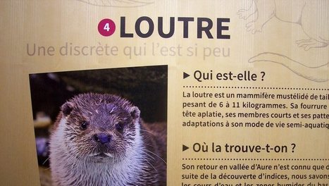 Un bon bilan 2018 des animations du Parc national des Pyrénées en vallée d'Aure  | Vallées d'Aure & Louron - Pyrénées | Scoop.it