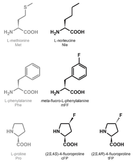 A Robust Bioprocess for the Global Incorporation of Noncanonical Amino Acids in Auxotrophic Hosts Produces Labeled Proteins at the Gram Scale | cbc | RMH | Scoop.it