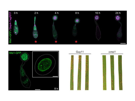 bioRxiv:&nbsp;A stage-resolved map of dynamic septin interactions required for infection by the rice blast fungus (2026) | Publications from The Sainsbury Laboratory | Scoop.it