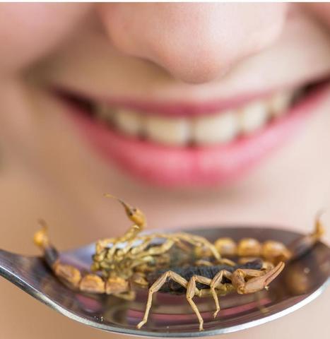 Consommation d'insectes : l’Europe veut réglementer | EntomoNews | Scoop.it