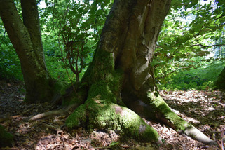 Près de Pont-Audemer : deux jours d’animations en pleine nature avec Les Nuits des Forêts | Veille territoriale AURH | Scoop.it