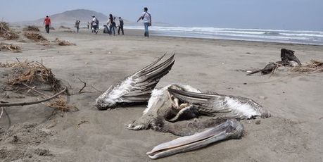 Deux mille oiseaux retrouvés morts sur les plages chiliennes | Toxique, soyons vigilant ! | Scoop.it