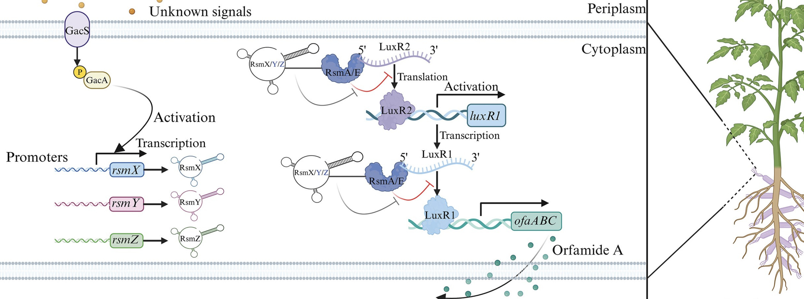 Regulation of cyclic lipopeptide orfamide A bio...