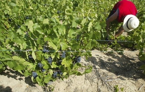 VIDEO. Comment les vignerons du Beaujolais et de la Vallée du Rhône font face aux aléas climatiques? | GREENEYES | Scoop.it
