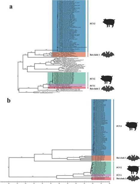 Origin, Genetic Diversity, and Evolutionary Dynamics of Novel Porcine Circovirus 3 | Virology News | Scoop.it