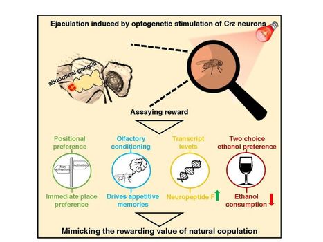 « Le sexe ou l’alcool » : les deux valent une récompense ; la consommation du premier diminue celle du second | EntomoNews | Scoop.it