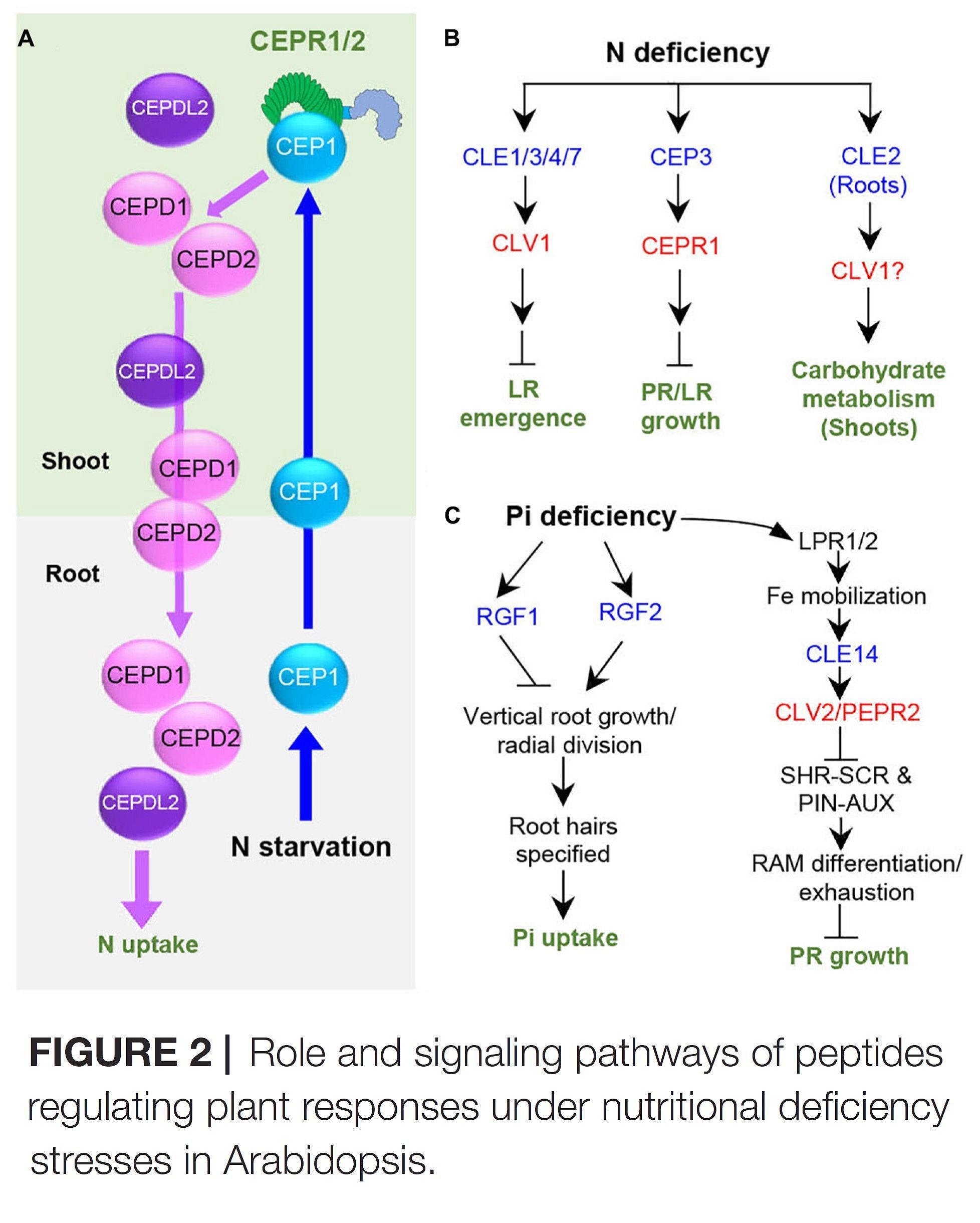 Signaling Peptides Regulating Abiotic Stress Re...