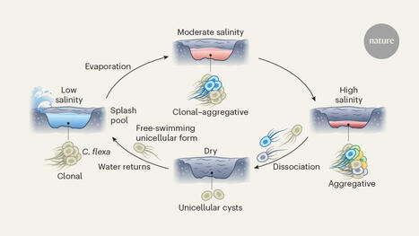 Flexible paths to multicellularity | nat | RMH | Scoop.it