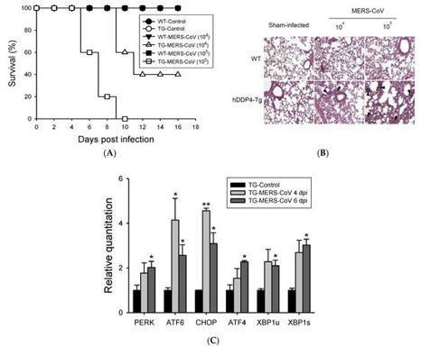 Vaccines | Free Full-Text | Conjugation of Human &beta;-Defensin 2 to Spike Protein Receptor-Binding Domain Induces Antigen-Specific Protective Immunity against Middle East Respiratory Syndrome Coronavi... | Mucosal Immunity | Scoop.it