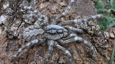 Incroyable découverte d'une mygale géante | EntomoNews | Scoop.it