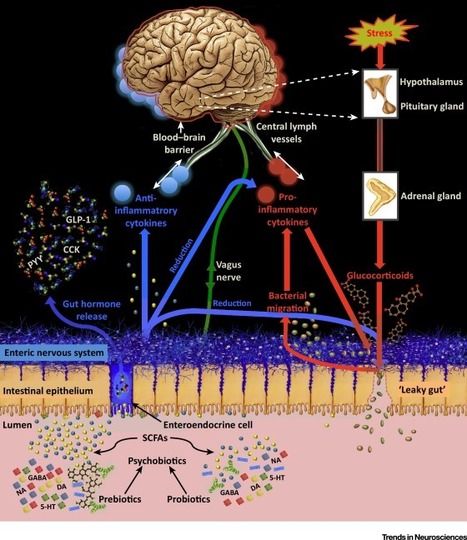 Psychobiotics and the Manipulation of Bacteria–Gut–Brain Signals | Temas varios sobre Microbiología clínica | Scoop.it
