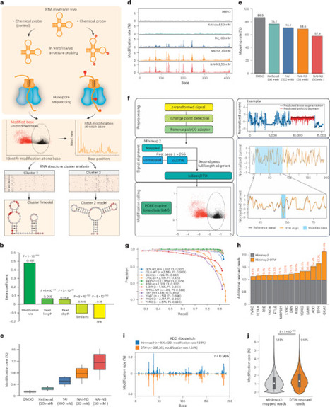 Direct RNA sequencing and signal alignment reveal RNA structure ensembles in a eukaryotic cell | Nmet | RMH | Scoop.it