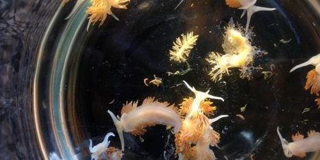 Des centaines d’espèces ont traversé l’océan à cause du Tsunami de 2011 | EntomoNews | Scoop.it
