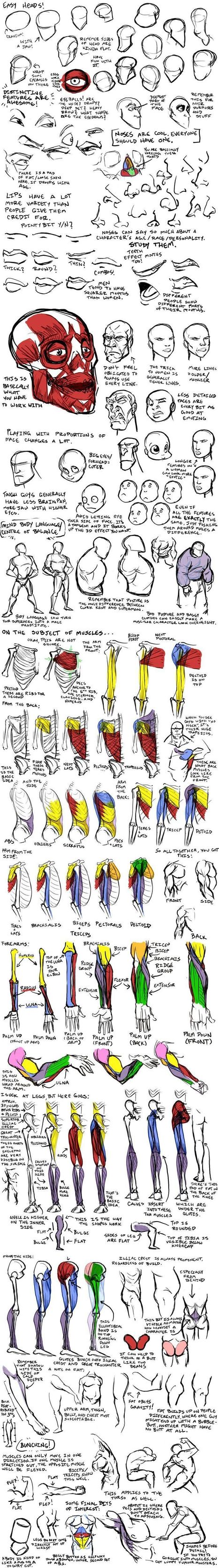 Head Drawing Reference Guide | Drawing References and Resources | Scoop.it