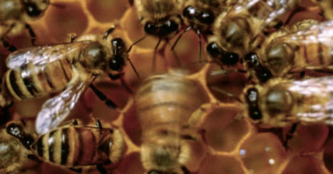 Regarder les abeilles danser et apprendre | EntomoScience | Scoop.it