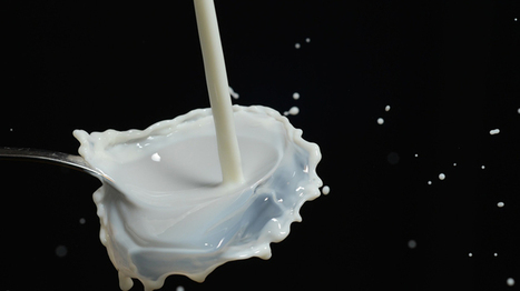 Y a-t-il encore du lait de qualit&eacute; en France ? | Actualit&eacute;s de l'&eacute;levage | Scoop.it