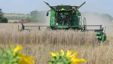 La moutarde mise sur le local - LE SILLON | Pour innover en agriculture | Scoop.it