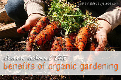 The Benefits of Organic Gardening - Sustainable Baby Steps | Eco-Friendly Lifestyle | Scoop.it