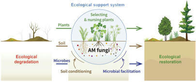 Harnessing arbuscular mycorrhizal fungal communities for ecological restoration: a conceptual framework | Plant-Microbe Symbiosis | Scoop.it