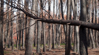 Incendies en Gironde : &laquo;&nbsp;Le bois, il faut qu&rsquo;il soit vendu et tr&egrave;s rapidement&nbsp;&raquo;, l&rsquo;inqui&eacute;tude des sylviculteurs | Nouvelle-Aquitaine | Scoop.it