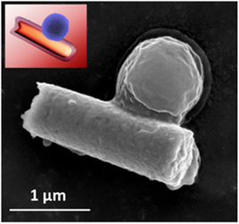 Ultrasound-powered nanorobots clear bacteria and toxins from blood | Kurzweil | e.cloud | Scoop.it