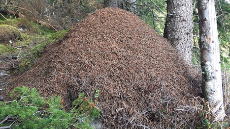 &rdquo;Evoluutio ei ole yksi suoraviivainen polku&rdquo; ‒ tutkijat l&ouml;ysiv&auml;t Suomen muurahaisten perim&auml;st&auml; uuden supergeenin - Mets&auml; | 1Uutiset - Lukemisen t&auml;hden | Scoop.it