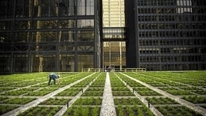 TD&rsquo;s Living Roof Demonstrating its Commitment to Sustainability | Sustainability Science | Scoop.it