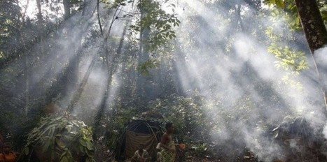 Afrique centrale: qui a changé la forêt en savane? | Actualités Afrique | Scoop.it