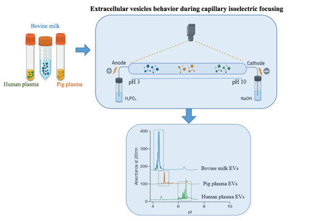 Nouvelle technique pour caractériser les vésicules extracellulaires selon leur point isolélectrique : la focalisation isoélectrique capillaire | Life Sciences Université Paris-Saclay | Scoop.it