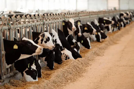 Alimentation animale biologique : la fabrication repart &agrave; la hausse en 2025 | Economie de l'Elevage | Scoop.it