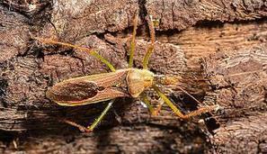 Une nouvelle espèce de punaise invasive découverte dans le sud de la France | EntomoNews | Scoop.it