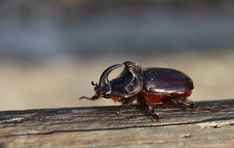 Pescalune Photo : Scarabée rhinocéros (Oryctes nasicornis) | Les Colocs du jardin | Scoop.it